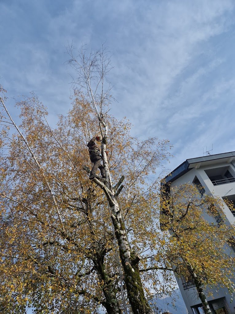 Travaux divers d'élagage & abattage - Photo 5