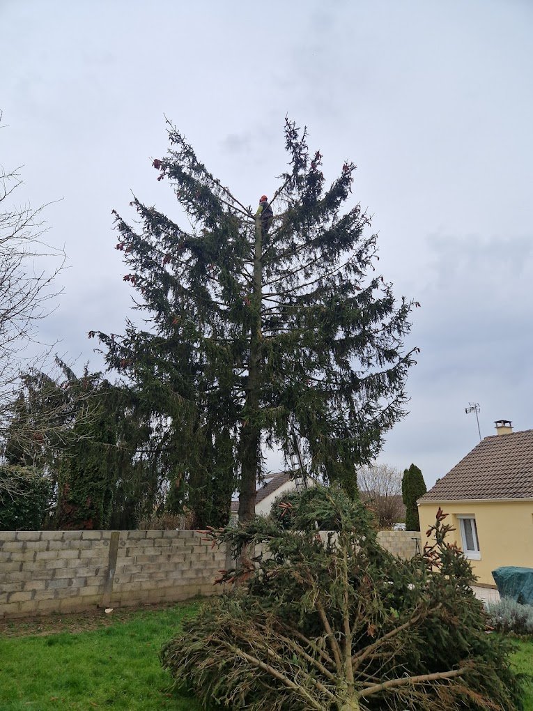 Travaux divers d'élagage & abattage - Photo 10