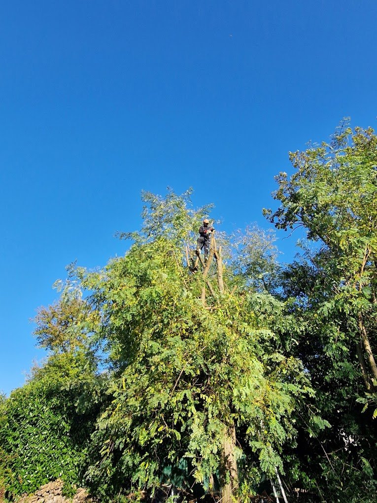 Travaux divers d'élagage & abattage - Photo 2